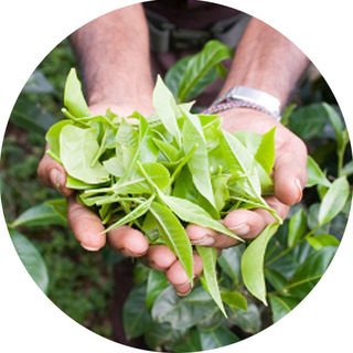 Buy Organically Grown Tea | Stir Tea
