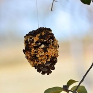 For the Birds - Pinecone Pleaser 