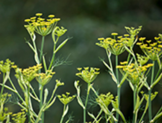 Fennel Seeds - What The Science Says